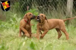 Mehr über den Artikel erfahren Rhodesian Ridgeback Züchter und Welpen in Würzburg