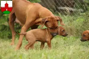 Mehr über den Artikel erfahren Rhodesian Ridgeback Züchter und Welpen in Zirndorf