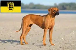 Mehr über den Artikel erfahren Rhodesian Ridgeback Züchter und Welpen in Baden-Württemberg