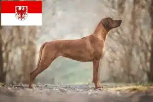 Mehr über den Artikel erfahren Rhodesian Ridgeback Züchter und Welpen in Brandenburg