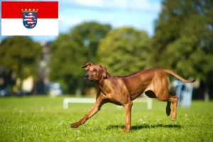 Mehr über den Artikel erfahren Rhodesian Ridgeback Züchter und Welpen in Hessen