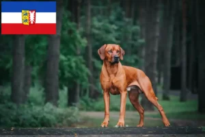 Mehr über den Artikel erfahren Rhodesian Ridgeback Züchter und Welpen in Schleswig-Holstein