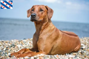 Mehr über den Artikel erfahren Rhodesian Ridgeback Züchter und Welpen in Friesland