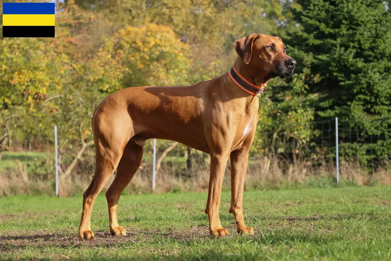 Mehr über den Artikel erfahren Rhodesian Ridgeback Züchter und Welpen in Gelderland