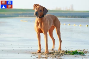 Mehr über den Artikel erfahren Rhodesian Ridgeback Züchter und Welpen in Liberec