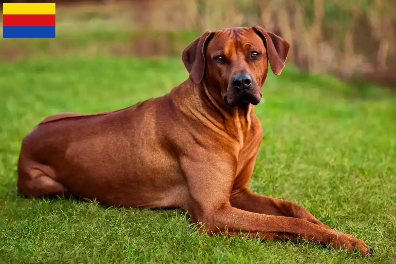 Mehr über den Artikel erfahren Rhodesian Ridgeback Züchter und Welpen in Nordholland