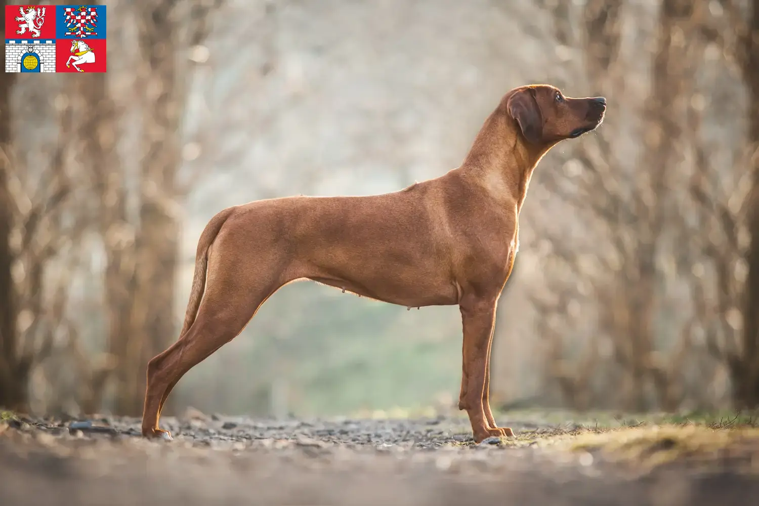 Mehr über den Artikel erfahren Rhodesian Ridgeback Züchter und Welpen in Pardubice