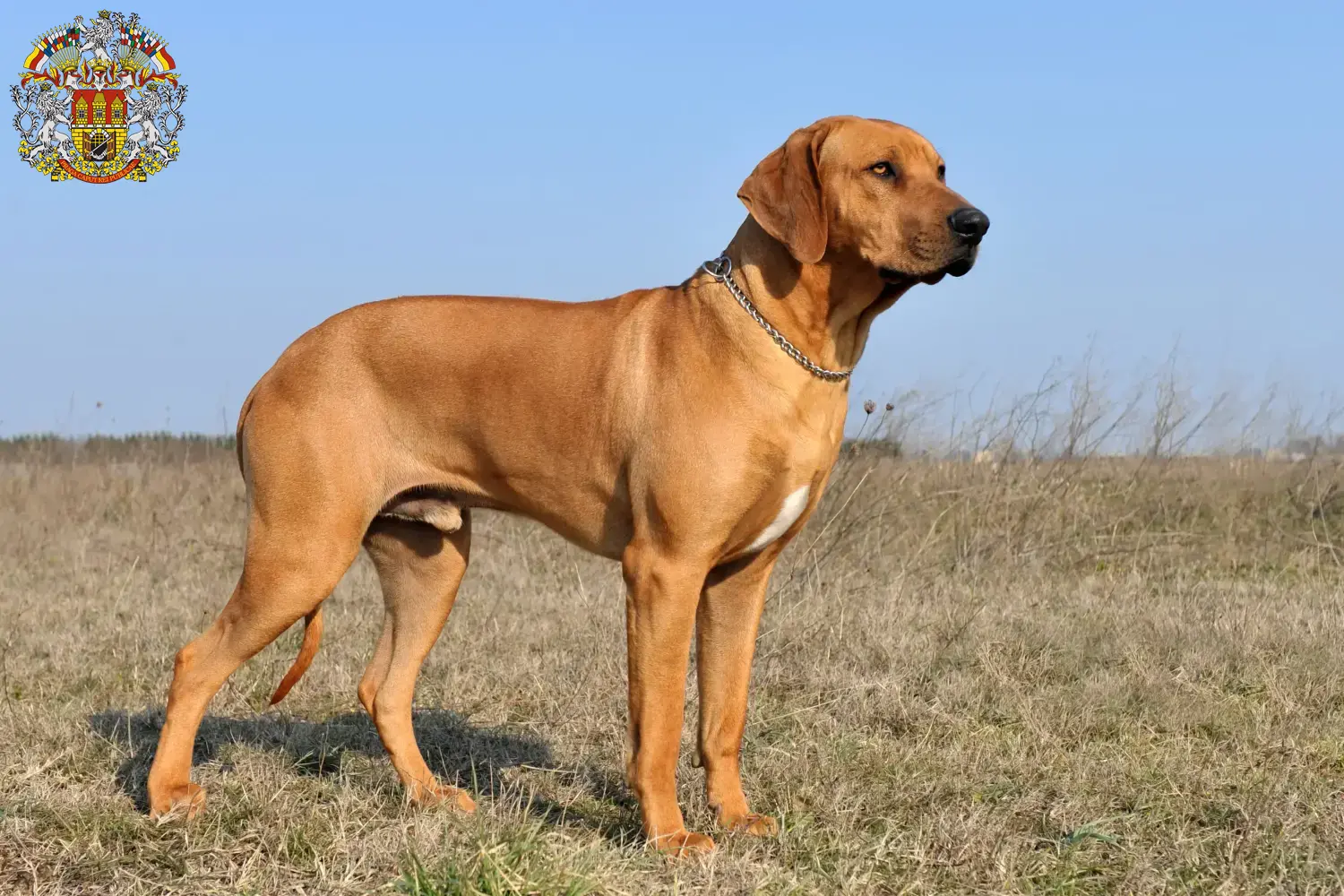 Mehr über den Artikel erfahren Rhodesian Ridgeback Züchter und Welpen in Prag