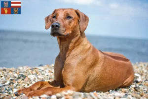 Mehr über den Artikel erfahren Rhodesian Ridgeback Züchter und Welpen in Südmähren