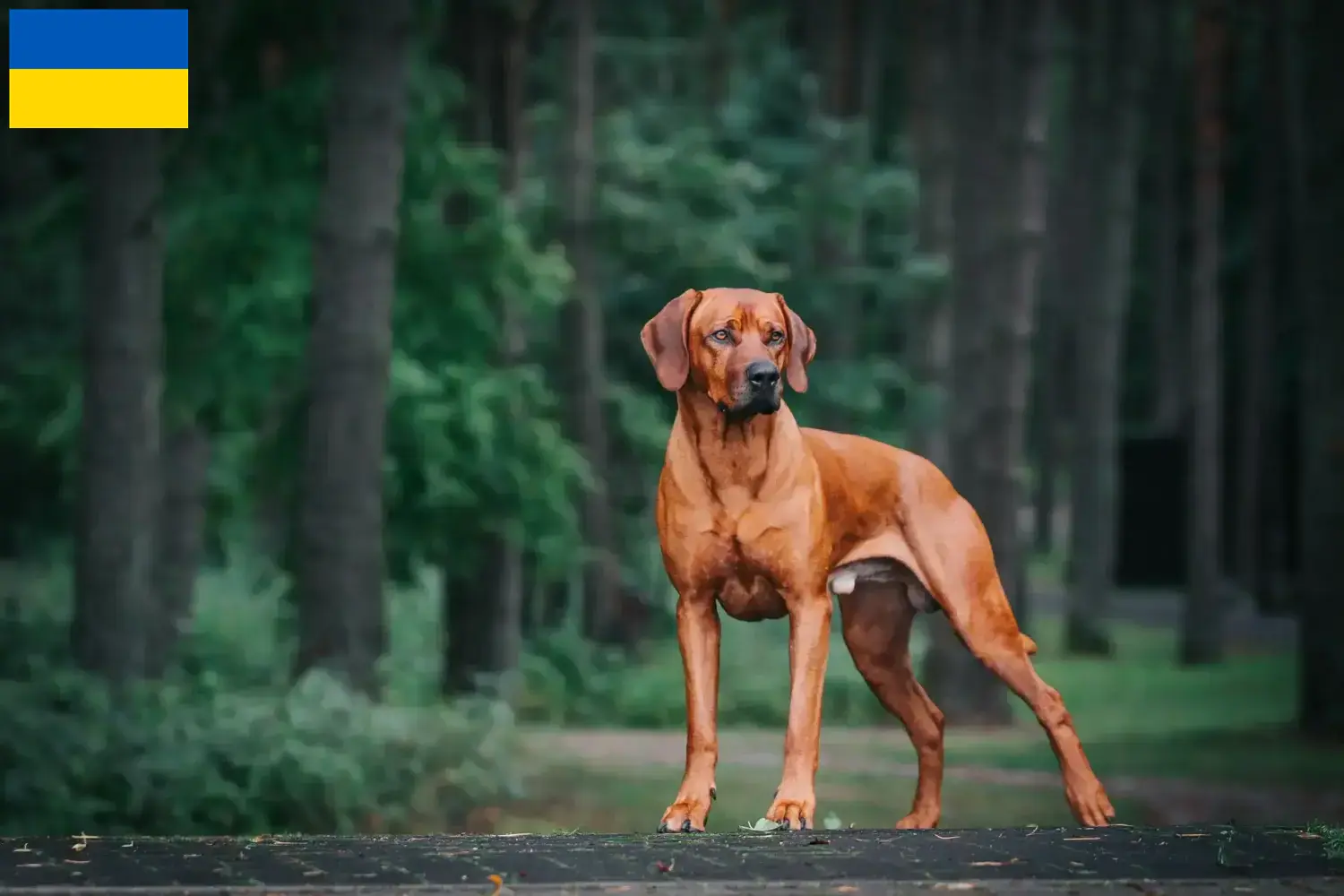 Mehr über den Artikel erfahren Rhodesian Ridgeback Züchter und Welpen in der Ukraine