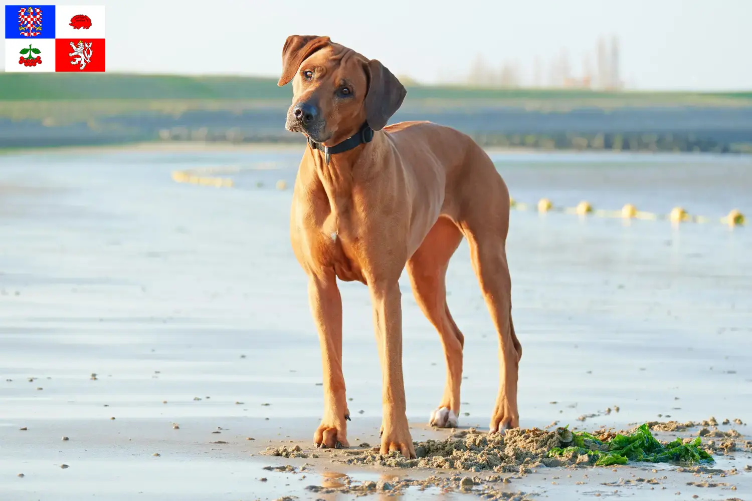 Mehr über den Artikel erfahren Rhodesian Ridgeback Züchter und Welpen in Vysočina