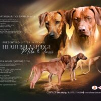 FCI / VDH / DZRR Kennel Heartbreakridge E-Wurf Winter 2024