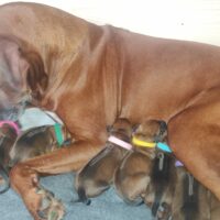 Rhodesian Ridgeback Welpen suchen liebevolles Zuhause!