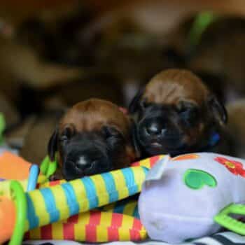 genetisch gesunde Rhodesian Ridgeback Welpen Mitte März erwartet